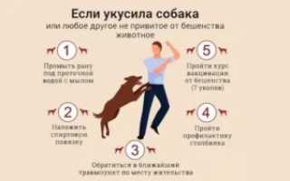 Укусила собака, уколы от бешенства