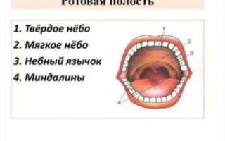 Образование на мягком небе