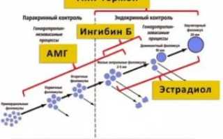 Можно улучшить показатель антимюллеров гормона