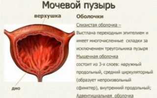 Не могу понять что болит — матка или мочевой пузырь?