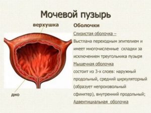 Не могу понять что болит - матка или мочевой пузырь?