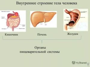 Печень желудок, печень желудок, печень желудок