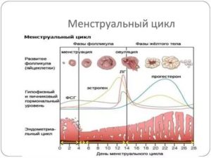 Сбился менструальный цикл. Планирование беременности