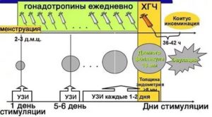 Тонкий эндометрий при стимуляции овуляции клостилбегитом