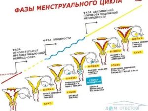 Секс за день до месячных