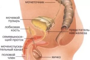 Не могу понять что болит - матка или мочевой пузырь?