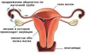Секс за день до месячных