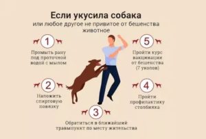 Укусила собака, уколы от бешенства