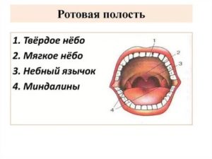 Твердое образование на нёбе