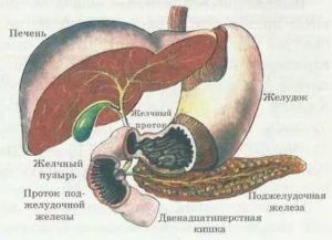 Печень желудок, печень желудок, печень желудок